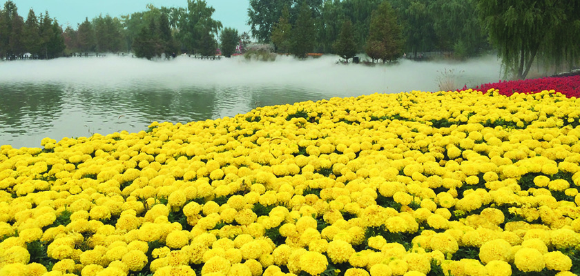 
                        Tagetes
             
                        erecta F₁
             
                        Discovery
             
                        Yellow
            