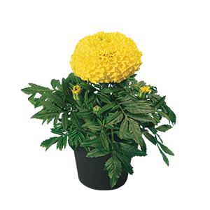 
                        Tagetes
             
                        erecta F₁
             
                        Discovery
             
                        Yellow
            