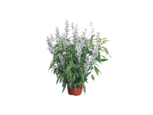
                        Salvia
             
                        farinacea
             
                        Evolution®
             
                        White
            