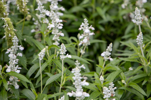 
                        Salvia
             
                        farinacea
             
                        Evolution®
             
                        White
            