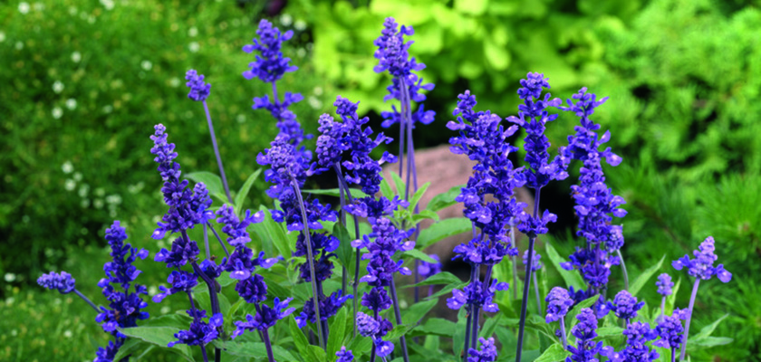 
                        Salvia
             
                        farinacea
             
                        Evolution®
             
                        Violet
            