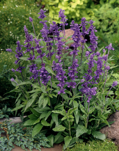 
                        Salvia
             
                        farinacea
             
                        Evolution®
             
                        Violet
            
