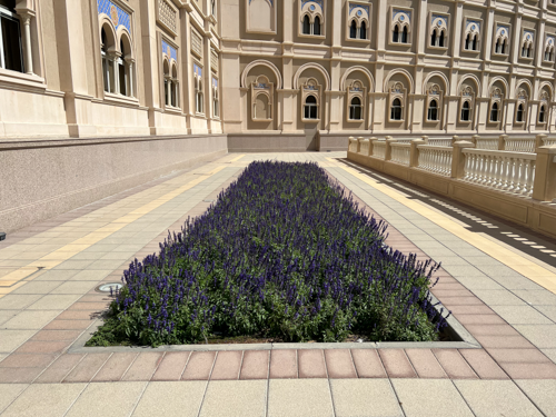 
                        Salvia
             
                        farinacea
             
                        Evolution®
            