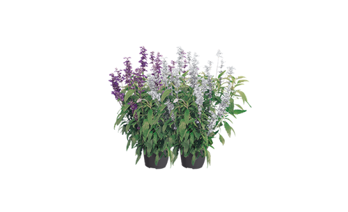 Salvia
farinacea
Evolution®