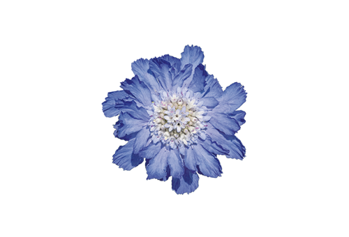 Scabiosa
caucasica
Fama®
Deep Blue