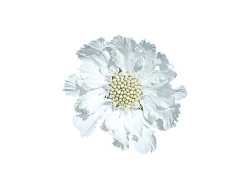 
                        Scabiosa
             
                        caucasica
             
                        Fama®
             
                        White
            