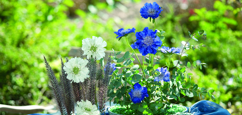 
                        Scabiosa
             
                        caucasica
             
                        Fama®
            