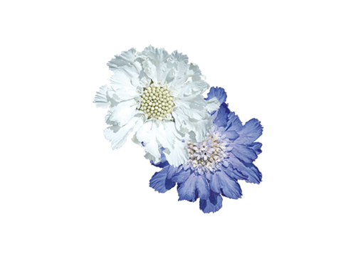 Scabiosa
caucasica
Fama®