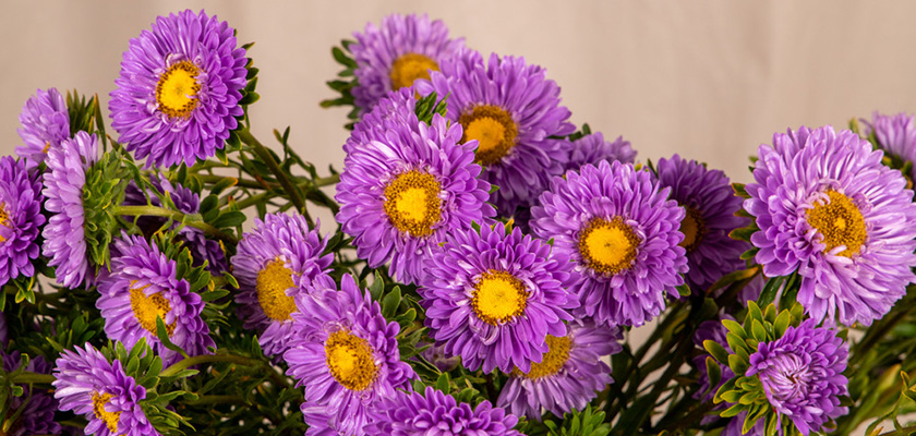 
                        Callistephus
             
                        chinensis
             
                        Fan®
             
                        Light Blue
            