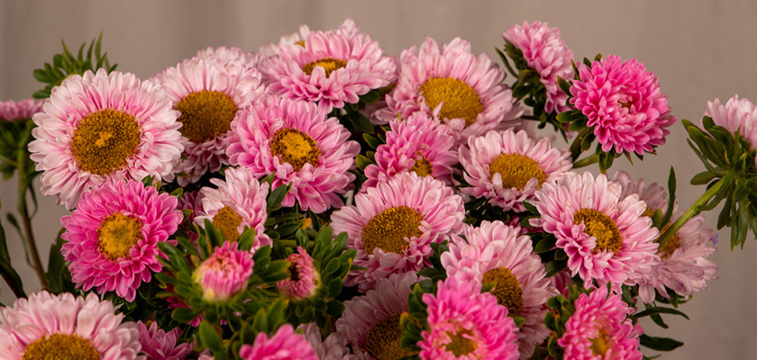 
                        Callistephus
             
                        chinensis
             
                        Fan®
             
                        Pink
            