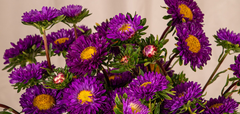 
                        Callistephus
             
                        chinensis
             
                        Fan®
             
                        Deep Blue
            