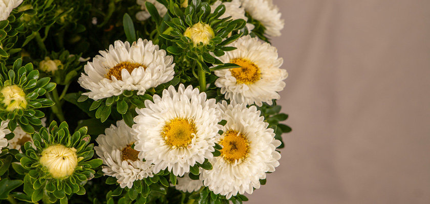 
                        Callistephus
             
                        chinensis
             
                        Fan®
             
                        White
            