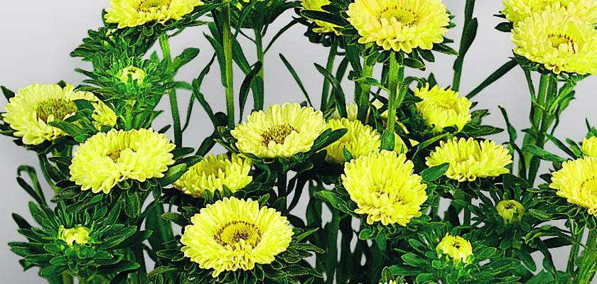 
                        Callistephus
             
                        chinensis
             
                        Fan®
             
                        Yellow
            