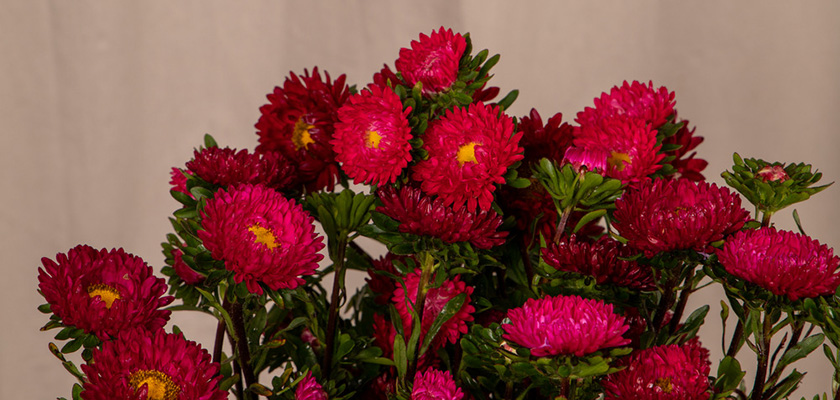 
                        Callistephus
             
                        chinensis
             
                        Fan®
             
                        Red
            