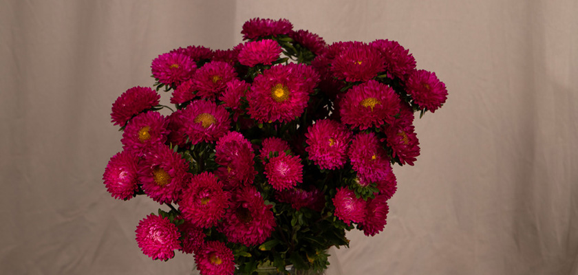 
                        Callistephus
             
                        chinensis
             
                        Fan®
             
                        Deep Rose
            