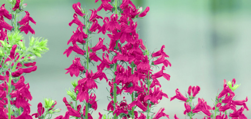
                        Lobelia
             
                        speciosa F₁
             
                        Fan®
             
                        Burgundy
            