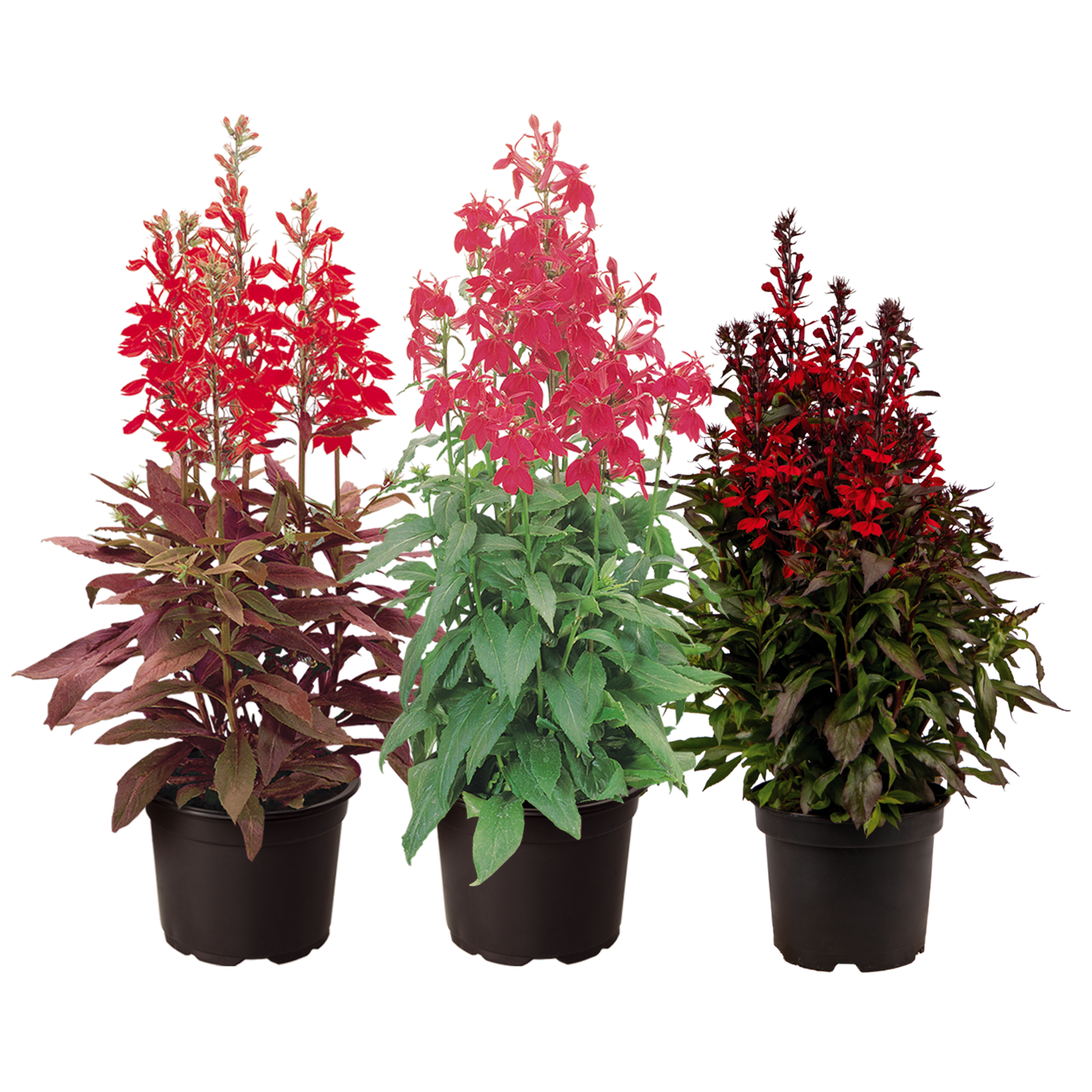 Lobelia
speciosa F₁
Fan®