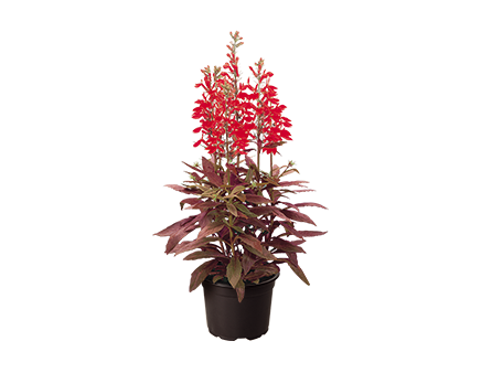 Lobelia
             
                        speciosa F₁
             
                        Fan®
             
                        Scarlet