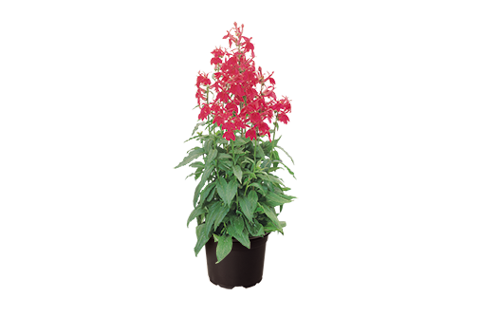 
                        Lobelia
             
                        speciosa F₁
             
                        Fan®
             
                        Burgundy
            