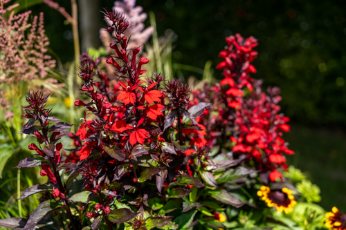 
                        Lobelia
             
                        speciosa F₁
             
                        Fan®
             
                        Scarlet
            