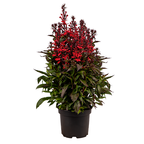  Fan® Scarlet Compact