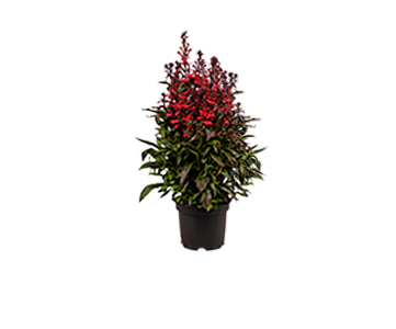 
                        Lobelia
             
                        speciosa F₁
             
                        Fan®
             
                        Scarlet Compact
            