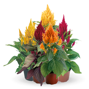 
                        Celosia
             
                        plumosa
             
                        Fashion Look
             
                        Mix
            
