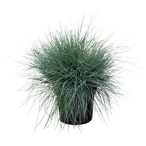 
                        Festuca
             
                        valesiaca var. glaucantha
             
                        Buddy
             
                        Blue
            