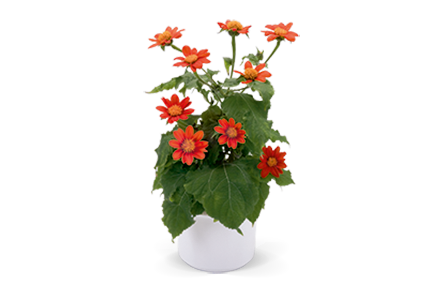 
                        Tithonia
             
                        rotundifolia
             
                        Fiesta del Sol
            