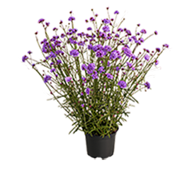 
                        Verbena
             
                        bonariensis
             
                        Finesse®
            