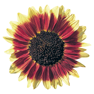 Helianthus
annuus
Florenza