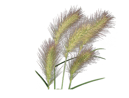 Pennisetum
villosum
Fluffy