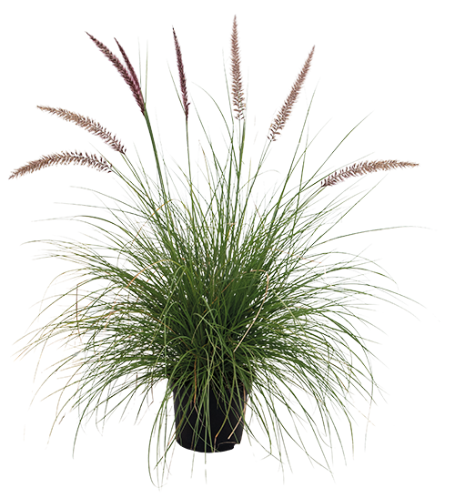 Pennisetum alopecuroides Foxy 