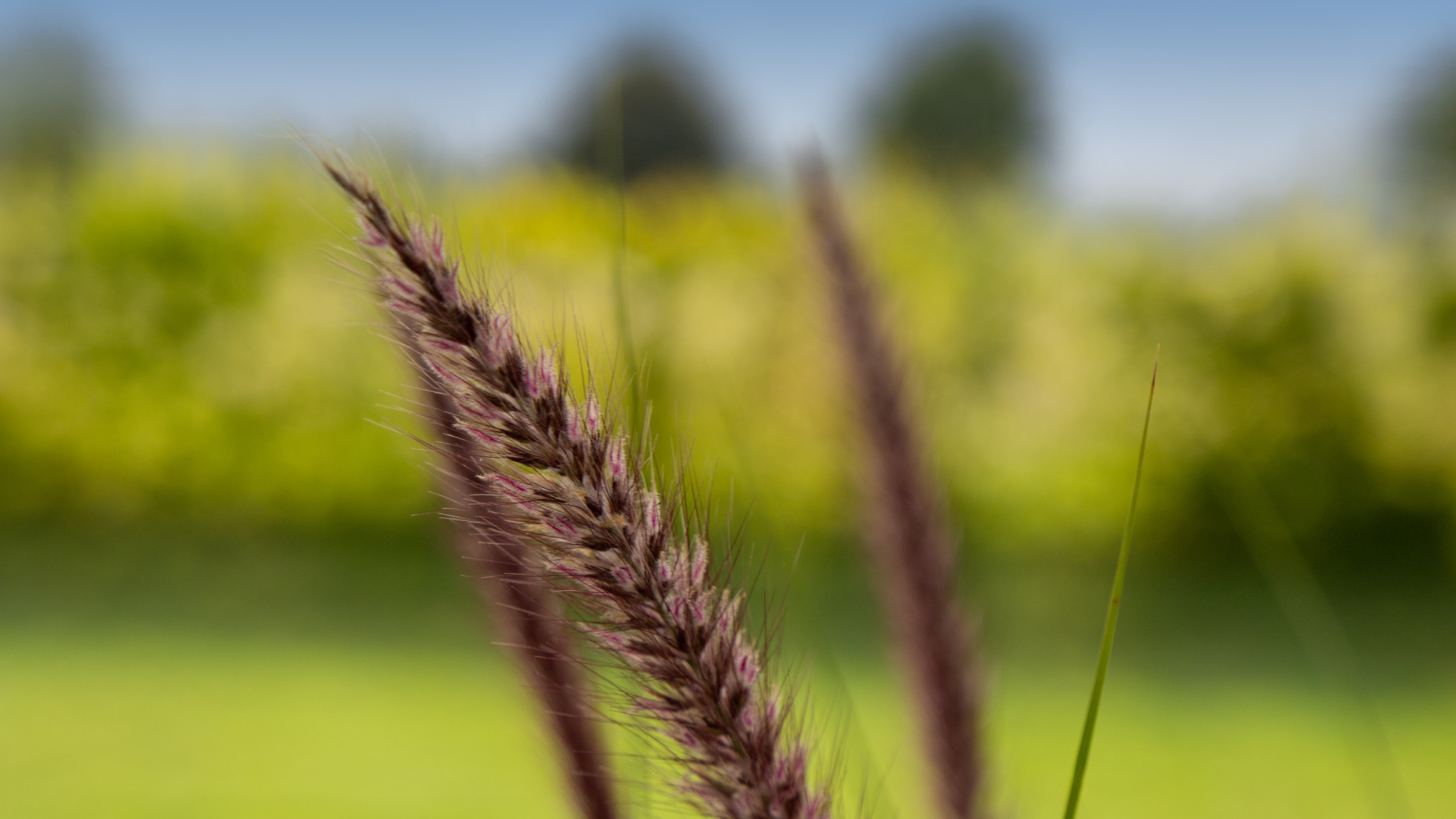 
                        Pennisetum
             
                        alopecuroides
             
                        Foxy
            