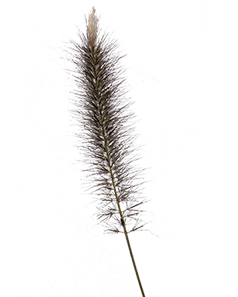 
                        Pennisetum
             
                        alopecuroides
             
                        Foxy
            