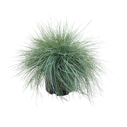 Festuca glauca Freddy 