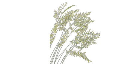 
                        Festuca
             
                        glauca
             
                        Freddy
            