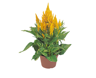 
                        Celosia
             
                        plumosa
             
                        Fresh Look
             
                        Yellow
            