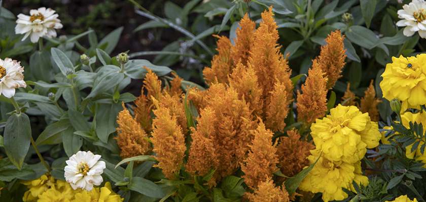 
                        Celosia
             
                        plumosa
             
                        Fresh Look
             
                        Yellow
            