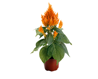 
                        Celosia
             
                        plumosa
             
                        Fresh Look
             
                        Orange
            