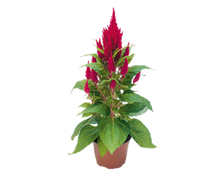 
                        Celosia
             
                        plumosa
             
                        Fresh Look
             
                        Red
            