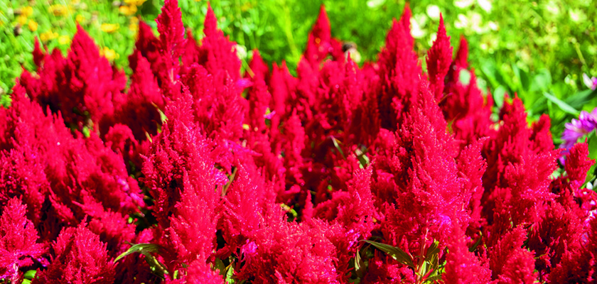 
                        Celosia
             
                        plumosa
             
                        Fresh Look
             
                        Red
            
