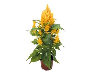 
                        Celosia
             
                        plumosa
             
                        Fresh Look
             
                        Gold
            