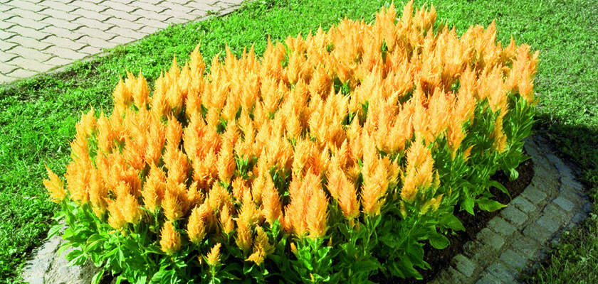 
                        Celosia
             
                        plumosa
             
                        Fresh Look
             
                        Gold
            
