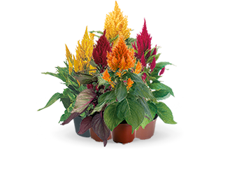 
                        Celosia
             
                        plumosa
             
                        Fresh Look
             
                        Mix
            
