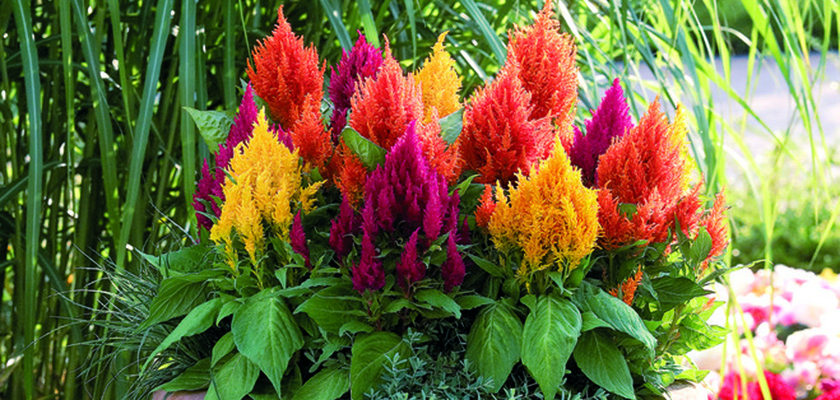 
                        Celosia
             
                        plumosa
             
                        Fresh Look
            