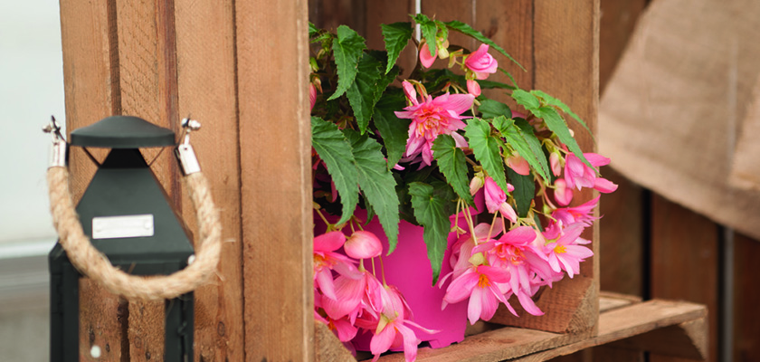 
                        Begonia
             
                        x hybrida F₁
             
                        Funky®
             
                        Light Pink
            