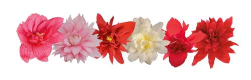 Begonia
x hybrida F₁
Funky®
