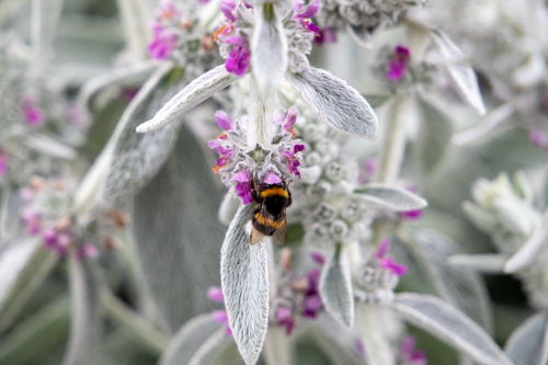 
                        Stachys
             
                        byzantina
             
                        Furby
            