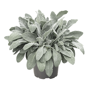 Stachys
byzantina
Furby